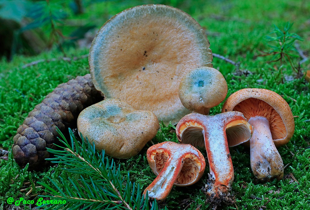 Lactarius deterrimus