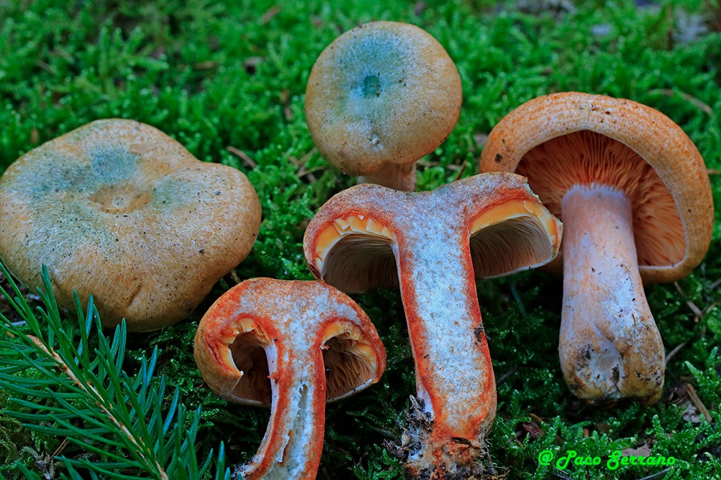 Lactarius deterrimus