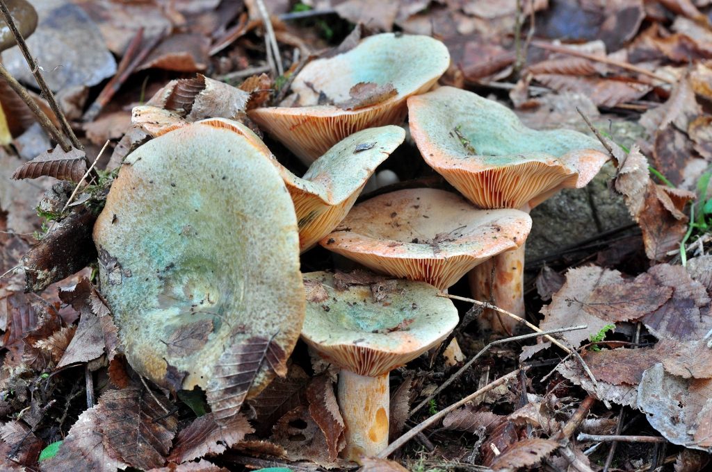 Lactarius semisanguifluus