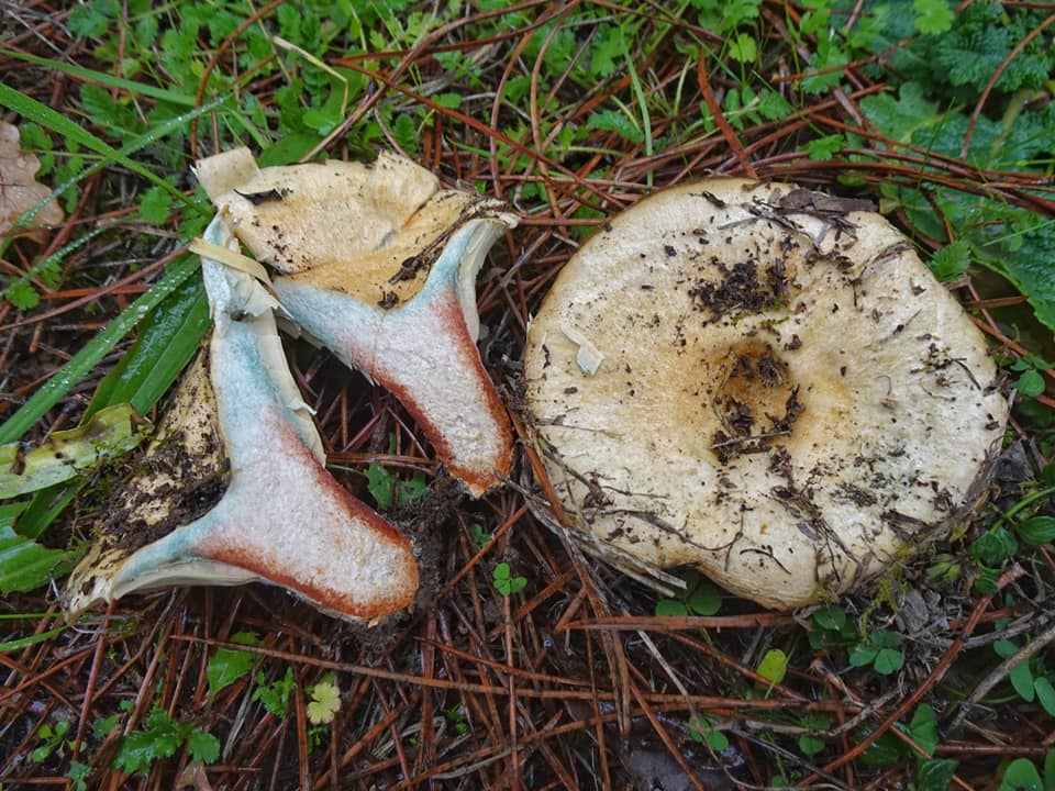 Lactarius cyanopus